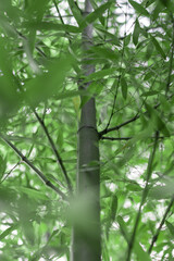 Bamboo, relaxing nature on the mountain.