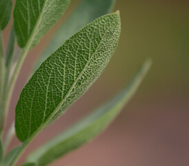 Sage herb Salvia officinalis branche, spice . Food background. Alternative medicinal plants, medical herb copy space. It is a healing, therapeutic and aromatic plant, healthy food, macro. pattern