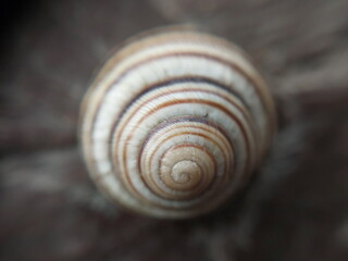 Land snail shell in the garden