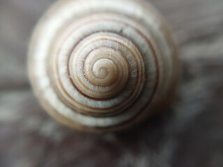 Land snail shell in the garden