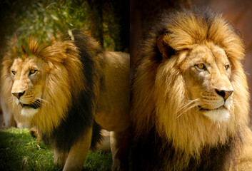 Male African Lion with an extreme and ferocious gaze.