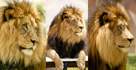 Montage of a lion looking to the left. (3 Lion Portraits)