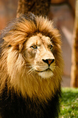 Male lion portrait looking to his left at prey in the distance. 