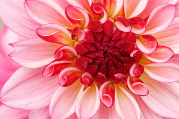 Close-up of an pink and red dahlia showing its textures, patterns and details