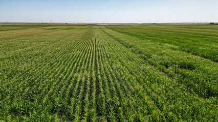 government subsidized maize cultivation and plantations in large plantations