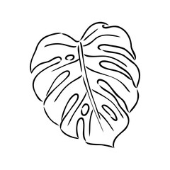 Exotic monstera. Continuous one-line drawing. Handmade summer tropical leaf on white background. Minimalist design. Maranta leaf.