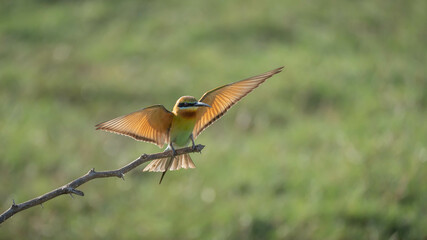 Asian green bee-eater