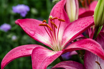 Beautiful Oriental Lily in full bloom