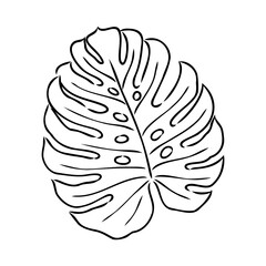 Exotic monstera. Continuous one-line drawing. Handmade summer tropical leaf on white background. Minimalist design. Maranta leaf.