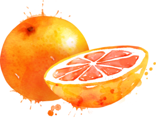 Watercolor hand drawn illustration of Grapefruit with paint splashes