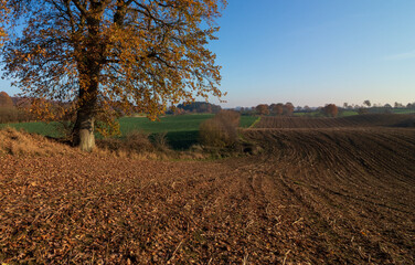 Harvested farm field with oak tree in autumn colors.