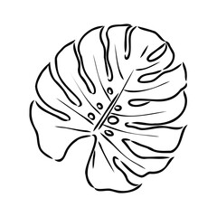 Exotic monstera. Continuous one-line drawing. Handmade summer tropical leaf on white background. Minimalist design. Maranta leaf.