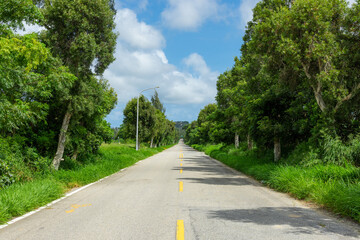 Asphalt road with trees on the side