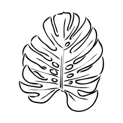 Exotic monstera. Continuous one-line drawing. Handmade summer tropical leaf on white background. Minimalist design. Maranta leaf.