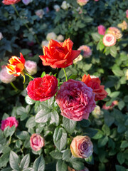 red roses blossom in the morning at Singapore