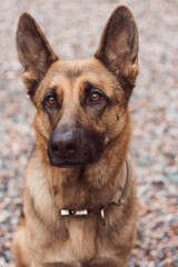 Portrait of a German Shepherd with beautiful and intelligent eyes. German shepherd close up. Smart dog look. Sheepdog with big ears. High quality photo