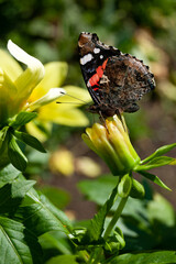 A butterfly with folded brown wings with black, red and white spots sits on a yellow flower.