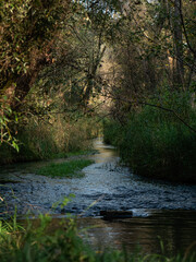 Naklejka na ściany i meble A reed-lined creek flows through a forest.