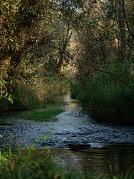 A reed-lined creek flows through a forest.