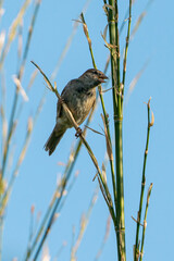Sparrow between stalks in the light of the evening sun.