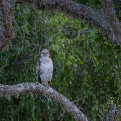Crested Hawk-eagle on a branch