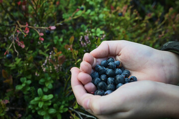 Naklejka na ściany i meble In children's palms, a handful of blueberries, in the forest.