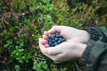 In children's palms, a handful of blueberries, in the forest.