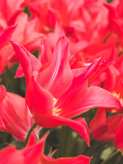 red tulip closeup