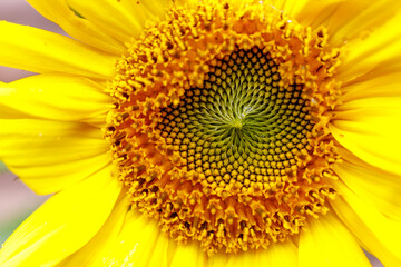 Obraz premium Sunflower close up