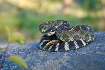 Northern Pacific Rattlesnake coiled atop a rock in defensive posture, in the foothills of the...