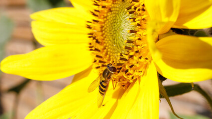 Hoverfly on sunflower.