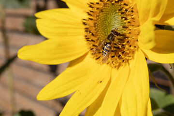 Sunflower with a Hoverfly.