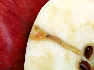 close up of a halfed red apple with wormhole and codling moth, tunnel eaten by a caterpillar, Cydia...