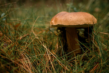 Close-up view on brown boletus mushroom in grass in the forest. Edible tasty mushroom.