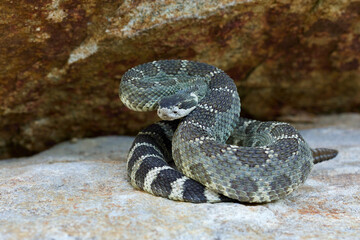 Northern Pacific Rattlesnake coiled atop a rock in the foothills of the Cascade Range ...   useful for species identification