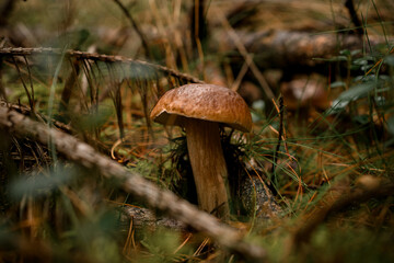 Brown mushroom growing among dry needles and twigs