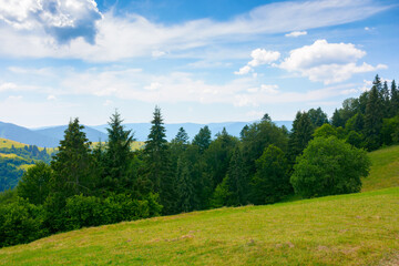 forest on the grassy meadow. green summer landscape in mountains. sunny weather with clouds above the distant ridge