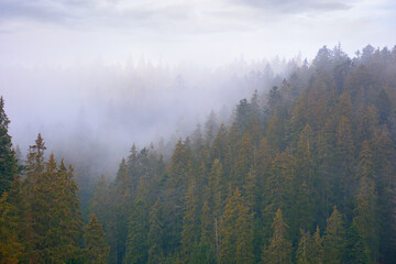 coniferous forest in autumn. gloomy weather with overcast sky. foggy nature background