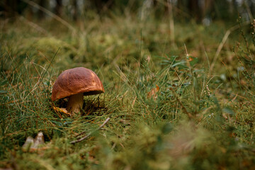 Great view on brown boletus, aspen mushroom in the green grass. Copy space