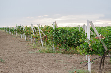 Vineyard after harvest. Grapes planted in rows.