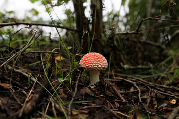 mushroom in the forest, mushroom against the background of green grass, autumn mushroom picking, humidity, mucus, damp earth, honey mushrooms, edible and poisonous mushrooms, walk, fly agaric