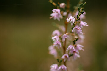 selective focus on drops on beautiful pink wild flower. Blurred background, bokeh