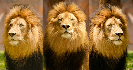 3 Lion Portraits of the same lion at three different angles.  