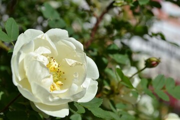 white rose