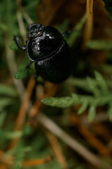 selective focus on black beetle on grass and needles in natural habitat