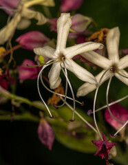 Flowers of Harlequin Glorybower Plant (Clerodendrum trichotomum)