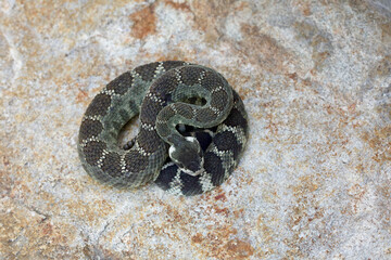 Northern Pacific Rattlesnake coiled atop a rock in the foothills of the Cascade Range ... dark morph color phase useful for species identification