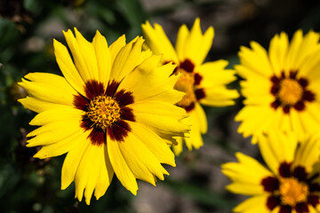 Flowers of Coreopsis 'Pineapple Pie'