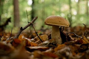 beautiful close-up view of mushroom growing among dry leaves of needles and twigs