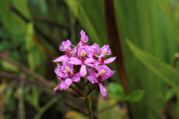 Flower, floral, nature, outdoor, leaf, garden, closeup